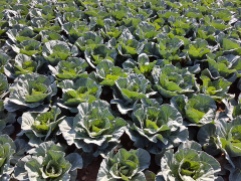 Cabbages growing